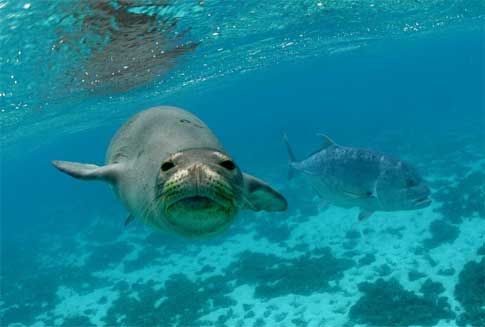 Foca monje del Caribe