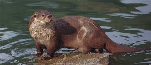 Nutria de río japonesa