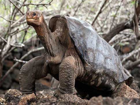 Tortuga gigante de Galápagos