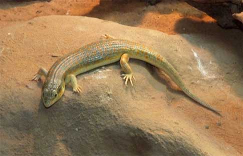 Lagarto gigante de Cabo Verde