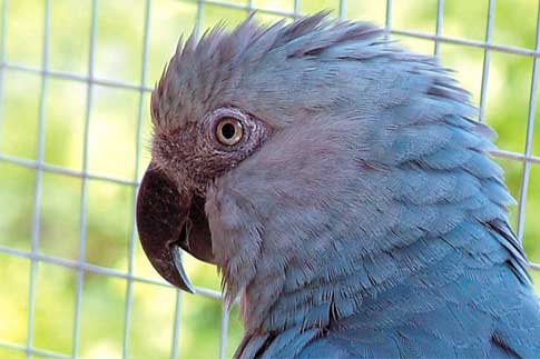 Guacamayo de Spix