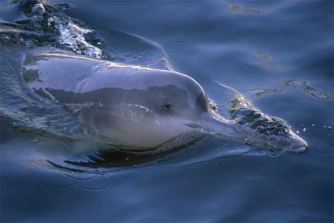 Delfín de Baiji