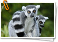 Lemures de Madagascar