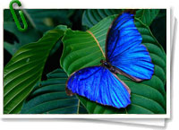 Mariposa Morpho