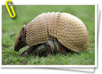 Armadillo bolita