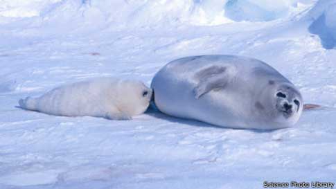 Foca de Groenlandia