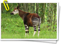 Okapi