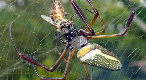 Araña del banano