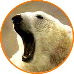 oso polar