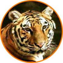 tigre