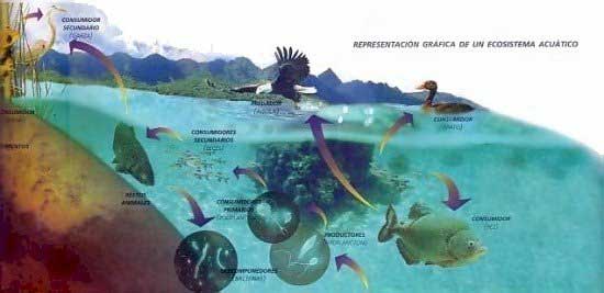 ecosistema acuático