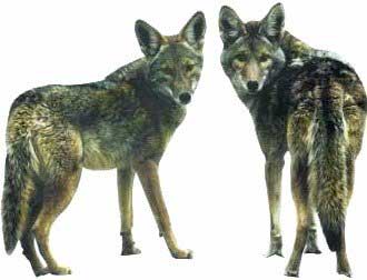 coyotes