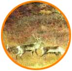 tundra