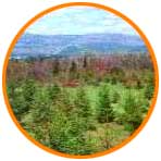 taiga
