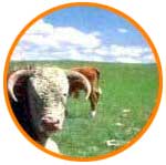 pradera
