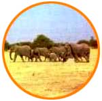 sabana