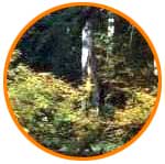 bosque