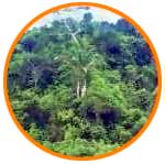 selva