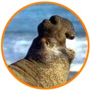 lobo marino