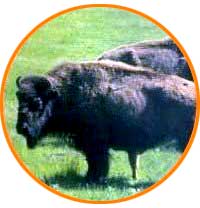 bisontes