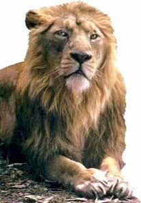 león