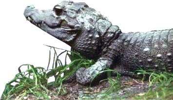 cocodrilo