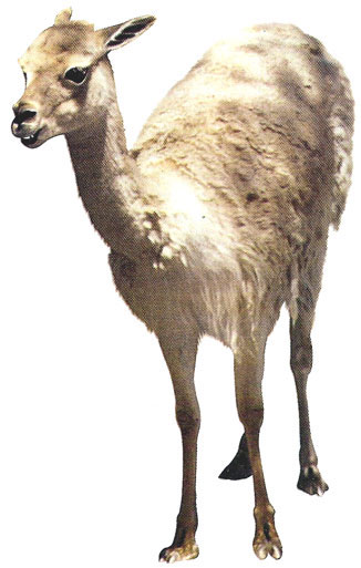 Guanaco