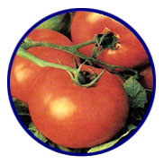 Tomate