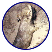 Vizcacha