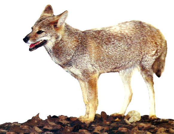 Zorro gris