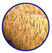 Trigo