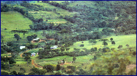 Selva misionera deforestada