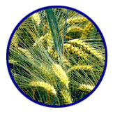 Cebada