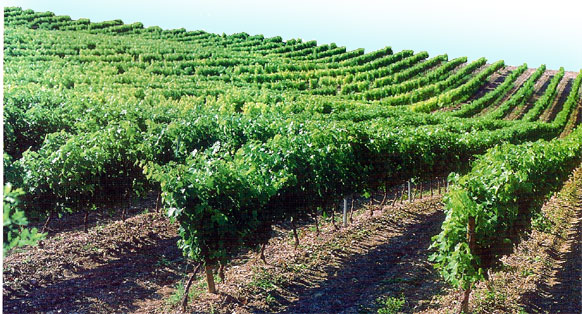 Viñedos