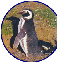 Pingüino