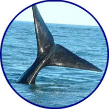 Ballena azul