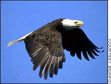 águila de cabeza blanca