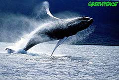 ballena