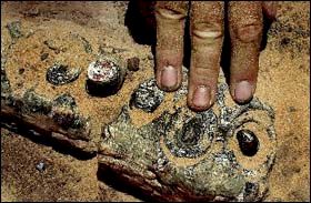 dientes fosilizados del cocodrilo