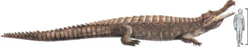 escala del sarcosuchus