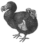 dodo