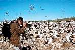 aves en Malvinas