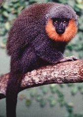 callicebus bernhardi