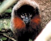 callicebus stphennashi