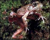 rana californiana de patas rojas