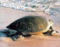 Cada año se matan 5.000 tortugas marinas para el consumo de su carne 