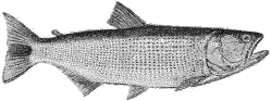 dorado