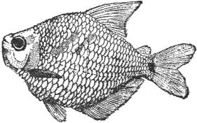 mojarra