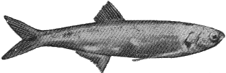 sardina