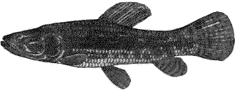 tararira